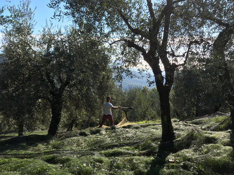 Made by Mama Olive Oil: An Exceptional Experience